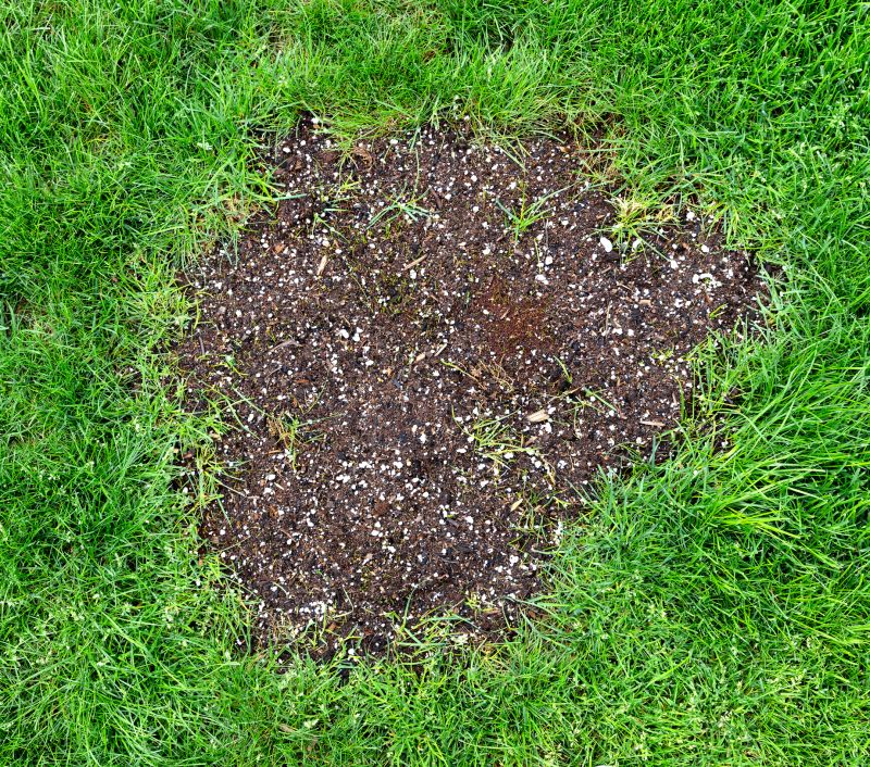 Healthy Lawn Post-Repair